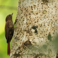 Tęgosterek - Wedge-billed Woodcreeper