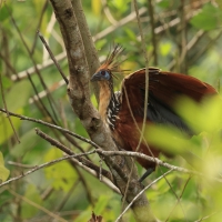 Hoacyn - Hoatzin