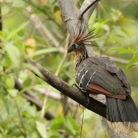 Hoacyn - Hoatzin