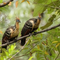 Hoacyn - Hoatzin