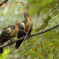 Hoacyn - Hoatzin