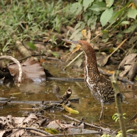 Tygryska ciemna - Fasciated Tiger-Heron