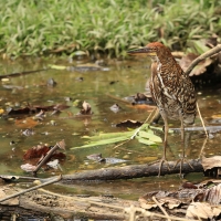 Tygryska ciemna - Fasciated Tiger-Heron