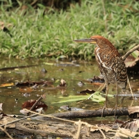 Tygryska ciemna - Fasciated Tiger-Heron