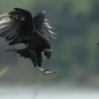 Sępnik czarny - Black Vulture