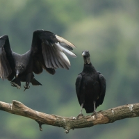Sępnik czarny, Coragyps atratus, Black Vulture