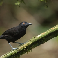 Czarnomrowik czerwonooki - Goeldi's Antbird