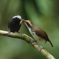 Czarnoliczek białobrewy, Myrmoborus leucophrys, White-browed Antbird