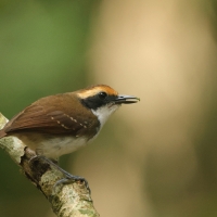 Czarnoliczek białobrewy - White-browed Antbird