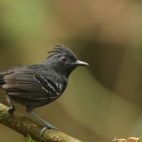 Czarnoliczek czubaty, Myrmoborus lophotes, White-lined Antbird