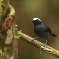 Czarnoliczek białobrewy - White-browed Antbird