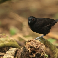 Czarnomrowik czerwonooki - Goeldi's Antbird