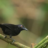 Czarnomrowik czerwonooki - Goeldi's Antbird