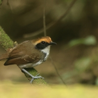 Czarnoliczek białobrewy - White-browed Antbird