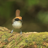 Czarnoliczek białobrewy - White-browed Antbird