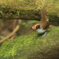 Czarnoliczek białobrewy - White-browed Antbird