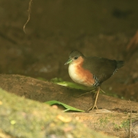 Derkaczyk oliwkowy - Rufous-sided Crake