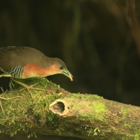 Derkaczyk oliwkowy - Rufous-sided Crake