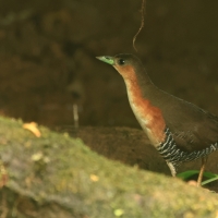 Derkaczyk oliwkowy - Rufous-sided Crake
