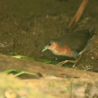 Derkaczyk oliwkowy - Rufous-sided Crake
