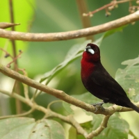 Tapiranga ciemna - Silver-beaked Tanager