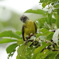Bentewi szarogłowy - Gray-capped Flycatcher