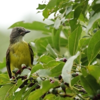 Bentewi szarogłowy, Myiozetetes granadensis, Gray-capped Flycatcher