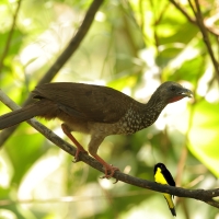 Czakalaka kreskowana - Speckled Chachalaca
