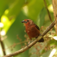 Żałobnik czarny - White-lined Tanager