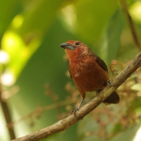 Tapiranga ciemna - Silver-beaked Tanager