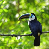 Tukan czerwonodzioby - Red-billed Toucan