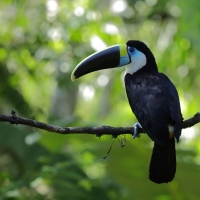Tukan czerwonodzioby - Red-billed Toucan