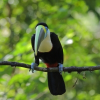 Tukan czerwonodzioby - Red-billed Toucan