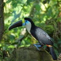 Tukan czerwonodzioby - Red-billed Toucan