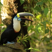 Tukan czerwonodzioby, Ramphastos tucanus, Red-billed Toucan