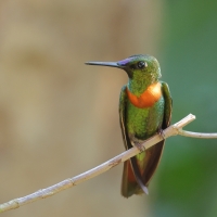 Pustelnik jasnosterny - Pale-tailed Barbthroat