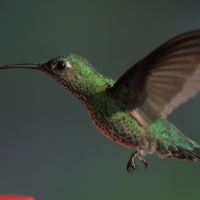 Kwiatowczyk - Many-spotted Hummingbird