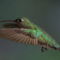 Kwiatowczyk - Many-spotted Hummingbird