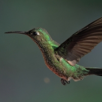 Kwiatowczyk - Many-spotted Hummingbird