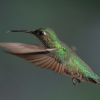 Kwiatowczyk - Many-spotted Hummingbird
