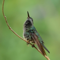 Kwiatowczyk - Many-spotted Hummingbird