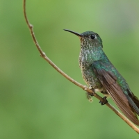 Kwiatowczyk - Many-spotted Hummingbird