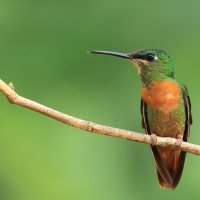 Pustelnik jasnosterny - Pale-tailed Barbthroat