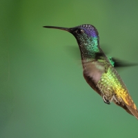 Złotogonek - Golden-tailed Sapphire