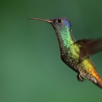 Złotogonek - Golden-tailed Sapphire