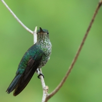 Kwiatowczyk - Many-spotted Hummingbird