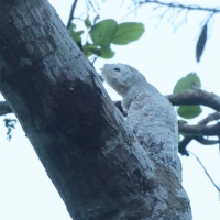 Nocolot wielki, Nyctibius grandis, Great Potoo