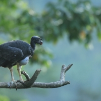 Kondor królewski - King Vulture