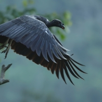Kondor królewski - King Vulture