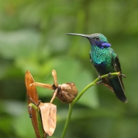 Uszatek niebieskobrzuchy - Sparkling Violet-ear